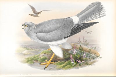 رسم توضيحي لسيرك سيانيوس (Hen Harrier) بواسطة جون جولد