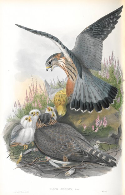 رسم توضيحي لـ Falco Aesalon (Merlin) بواسطة جون جولد