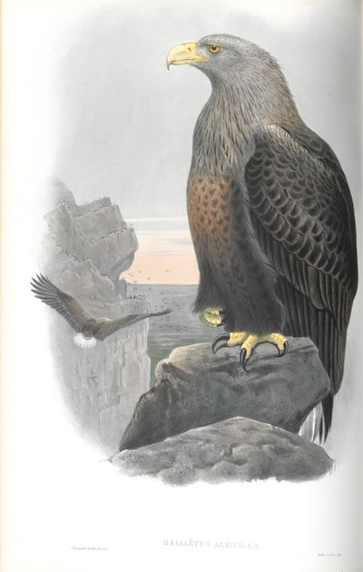 التوضيح من Haliaetus Albicilla (Sea-Eagle) بواسطة جون جولد