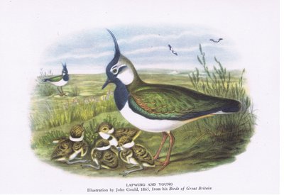 Lapwing and young ، الطبيعة في بريطانيا نشرها كولينز ، 1946 بواسطة جون جولد
