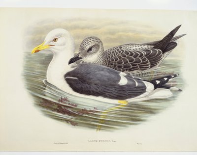 نورس صغير أسود الظهر (Larus fuscus) ، رسم توضيحي بواسطة جون جولد