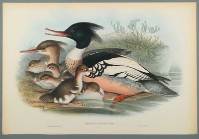 Mergus Serrator: Merganser (ليثو ملون على ورق منسوج) بواسطة جون جولد