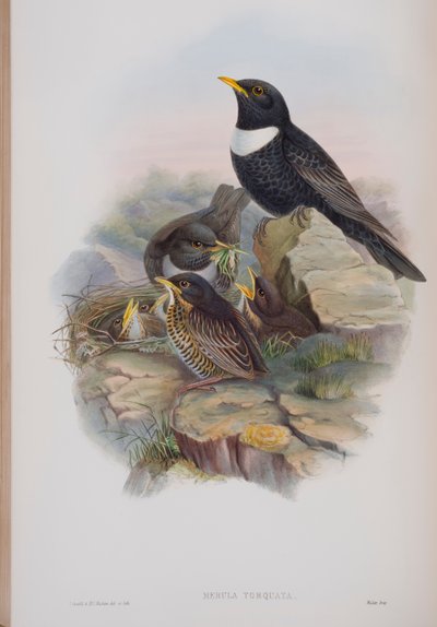 ميرولا توركواتا ، لوحة من طيور بريطانيا العظمى جون جولد ، نشرت 1862-1873 (ليثو ملون باليد) بواسطة جون جولد