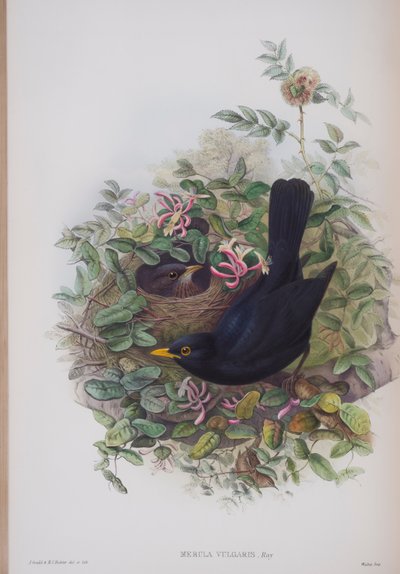 ميرولا فولغاريس ، لوحة من طيور بريطانيا العظمى جون جولد ، نشرت 1862-1873 (ليثو ملون باليد) بواسطة جون جولد