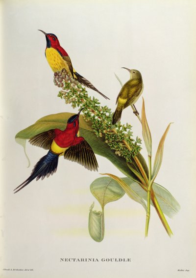 Nectarinia Gouldae من "الطيور الاستوائية" ، القرن التاسع عشر بواسطة جون جولد