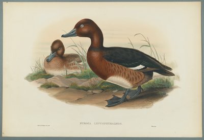 Nyroca Leucophtalmos: White Eyes أو Ferruginous Duck (لون ليثو على ورق منسوج) بواسطة جون جولد