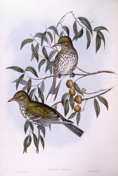 صفيحة ظهر زيتون (Oriolus sagittatus) ، نقش بواسطة جون جولد بواسطة جون جولد