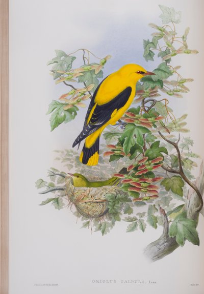 أوريولوس جالبولا ، لوحة من طيور بريطانيا العظمى جون جولد ، نشرت 1862-1873 (ليثو ملون باليد) بواسطة جون جولد