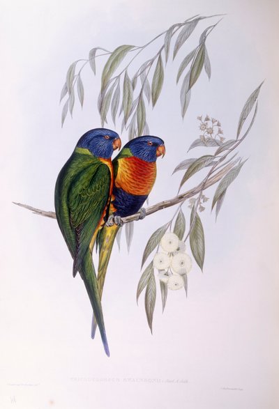 لوريكيت المزخرف (Trichoglossus ornatus) ، نقش جون جولد بواسطة جون جولد