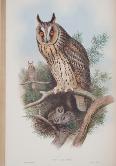 Otus Vulgaris ، لوحة من طيور بريطانيا العظمى جون جولد ، تم نشرها 1862-1873 (ليثو ملون باليد) بواسطة جون جولد