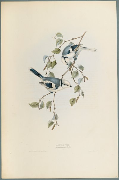 Parus Cyanus: Azure Tit (ليثو ملون على ورق منسوج) بواسطة جون جولد