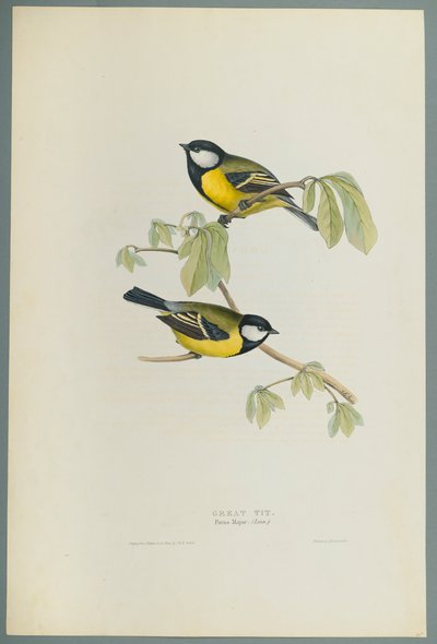 Parus Major: Great Tit (لون ليثو على ورق منسوج) بواسطة جون جولد