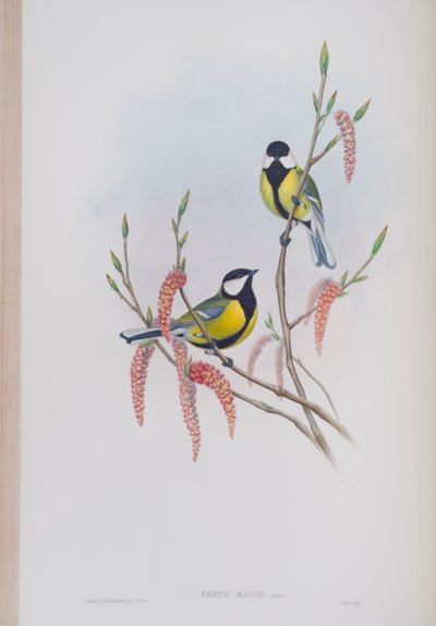 Parus Major ، لوحة من طيور بريطانيا العظمى بواسطة جون جولد ، تم نشرها 1862-1873 (ليثو ملون يدويًا) بواسطة جون جولد