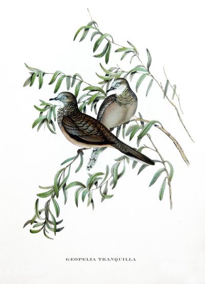 حمامة مسالمة، طيور من أستراليا، نقش من كتاب جون جولد (1804-1881) "الطيور الاستوائية" بواسطة جون جولد
