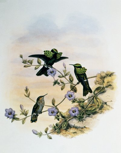 Peacock Coquette (Lophornis pavoninus), engraving from Monograph of Trochilidae or Humming Birds (1849-1861), by John Gould (1804-1881), United Kingdom بواسطة جون جولد