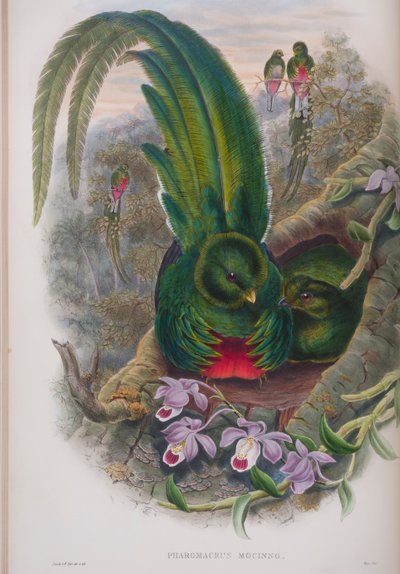 Pharomacrus Mocinno ، لوحة من طيور بريطانيا العظمى من قبل جون جولد ، نشرت 1862-1873 (ليثو ملون باليد) بواسطة جون جولد