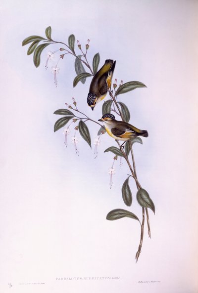 pardalote أحمر الحاجب (Pardalotus rubricatus) ، نقش بواسطة جون جولد بواسطة جون جولد
