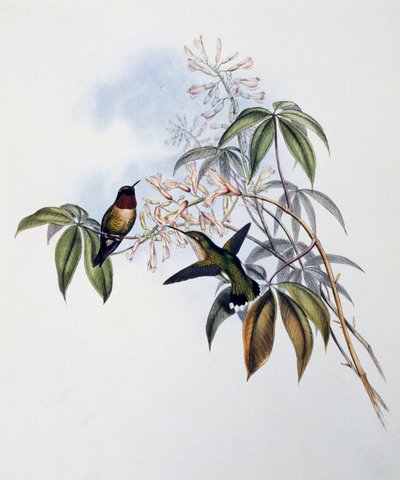 Ruby-throated Hummingbird (Archilochus colubris), engraving from Monograph of Trochilidae or Humming Birds (1849-1861), by John Gould (1804-1881), United Kingdom بواسطة جون جولد