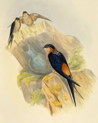 Rufous-bellied Swallow (Hirundo daurica) ، نقش بواسطة John Gould (1804-1881) ، المملكة المتحدة بواسطة جون جولد