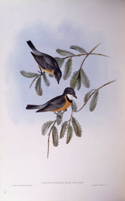 روفوس ويسلر (Pachycephala rufiventris) ، نقش جون جولد بواسطة جون جولد