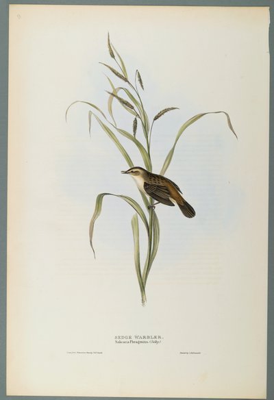 Salicaria Phragmatis: Sedge Warbler (لون ليثو على ورق منسوج) بواسطة جون جولد