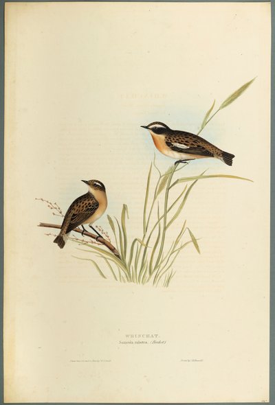 Saxicola Rubetra - Whinchat (لون ليثو على ورق منسوج) بواسطة جون جولد