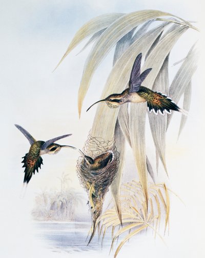 Scale-throated Hermit (Phaethornis eurynome), engraving from Monograph of Trochilidae or Humming Birds (1849-1861), by John Gould (1804-1881), United Kingdom بواسطة جون جولد