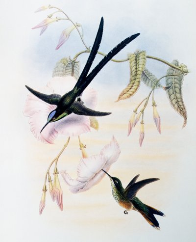 الطائر الطنان ذو الذيل المقصي (Hylonympha macrocerca) ، نقش من Monograph of Trochilidae أو Humming Birds (1849-1861) ، بقلم جون جولد (1804-1881) ، المملكة المتحدة بواسطة جون جولد