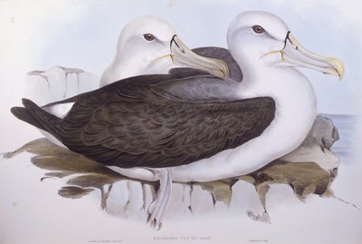 طائر القطرس الخجول (Diomedea o Thalassarche cauta) ، نقش لجون جولد بواسطة جون جولد