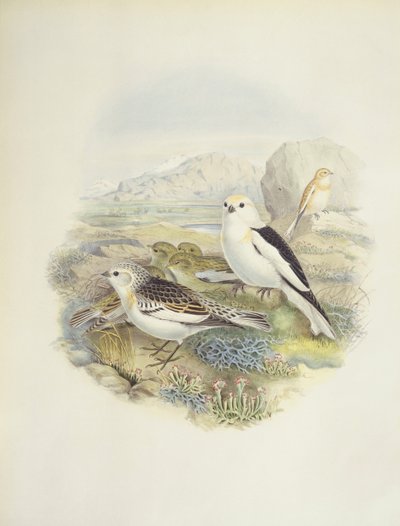 درسة الثلج (Plectrophenax nivalis) ، رسم توضيحي بواسطة جون جولد