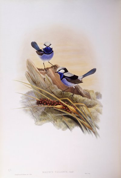 الجنيات الرائعة (Malurus splendens) ، نقش جون جولد بواسطة جون جولد