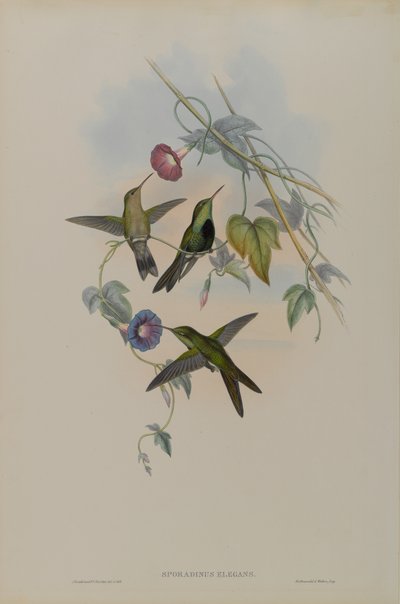Sporadinus Elegans: St. Domingo Humming Bird بواسطة جون جولد