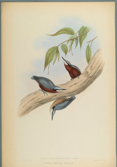 ستيلا Castaneoventris ، Nuthatch كستنائي-بطن (ليثو ملون على ورق منسوج) بواسطة جون جولد
