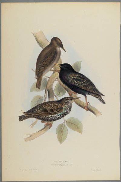 Sturnus Vulgaris - زرزور (ليثو ملون على ورق منسوج) بواسطة جون جولد