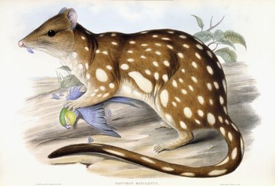 Tiger Quoll بواسطة جون جولد