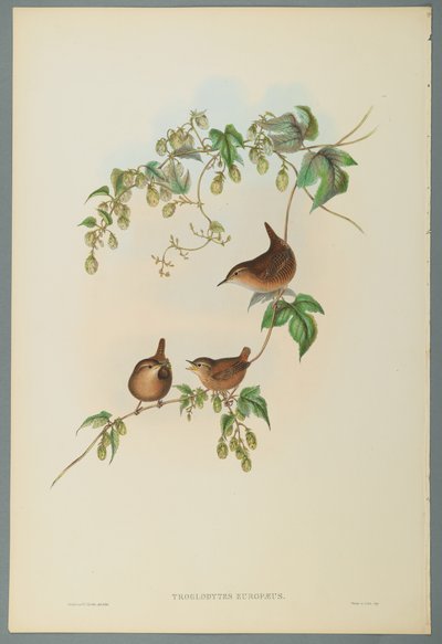 Troglodytes Europaeus - النمنمة الشائعة (الليثو الملون على ورق منسوج) بواسطة جون جولد