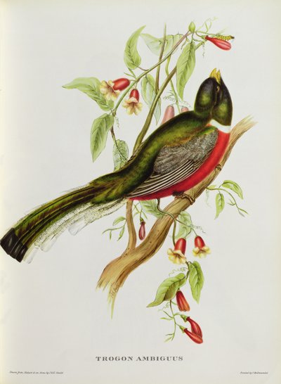 Trogon Ambiguus من "الطيور الاستوائية" ، القرن التاسع عشر (ليثو ملون) بواسطة جون جولد