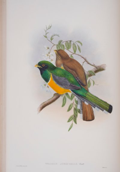 Trogon Atricollis ، لوحة من طيور بريطانيا العظمى من قبل جون جولد ، نشرت 1862-1873 (ليثو ملون باليد) بواسطة جون جولد
