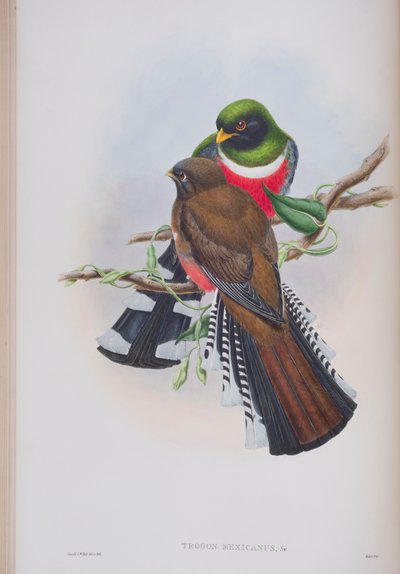 Trogon Mexicanus ، لوحة من طيور بريطانيا العظمى بواسطة جون جولد ، تم نشرها 1862-1873 (ليثو ملون يدويًا) بواسطة جون جولد