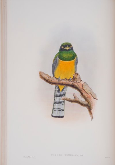 Trogon Tenellus ، لوحة من طيور بريطانيا العظمى جون جولد ، تم نشرها 1862-1873 (ليثو ملون باليد) بواسطة جون جولد