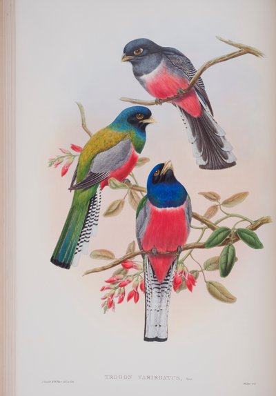 Trogon Variegatus ، لوحة من طيور بريطانيا العظمى جون جولد ، تم نشرها 1862-1873 (ليثو ملون باليد) بواسطة جون جولد