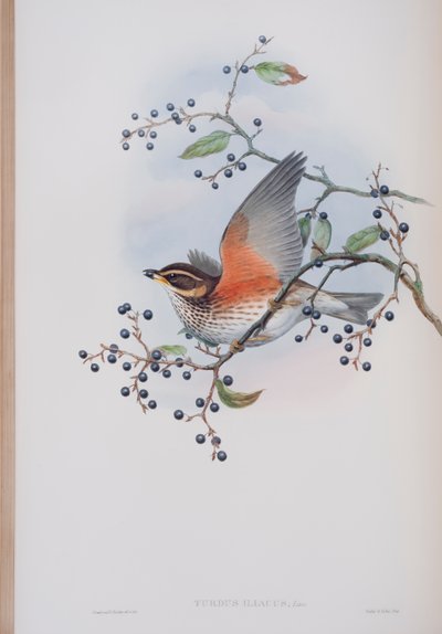 Turdus Illacus ، لوحة من طيور بريطانيا العظمى جون جولد ، نشرت 1862-1873 (ليثو ملون باليد) بواسطة جون جولد