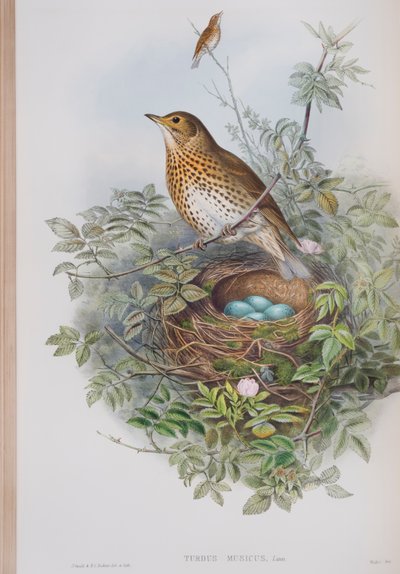 Turdus Musicus ، لوحة من طيور بريطانيا العظمى جون جولد ، تم نشرها 1862-1873 (ليثو ملون باليد) بواسطة جون جولد