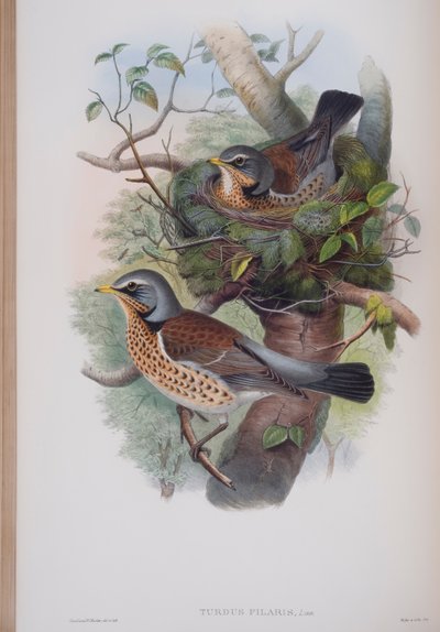 Turdus Pilaris ، لوحة من طيور بريطانيا العظمى جون جولد ، نشرت 1862-1873 (ليثو ملون باليد) بواسطة جون جولد