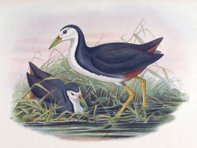 Waterhen Amaurornis phoenicurus ذات الصدر الأبيض (Pennant) بواسطة جون جولد