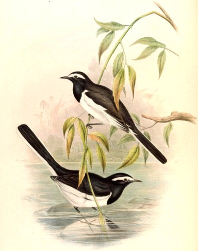 الذعرة البيضاء (الذعرة الكبيرة) Motacilla maderaspatensis Gmelin بواسطة جون جولد