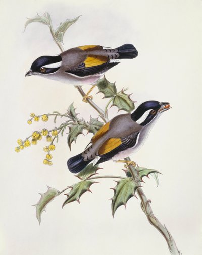 صرخة بيضاء الحاجب (Pteruthius flaviscapis) ، نقش بواسطة جون جولد بواسطة جون جولد