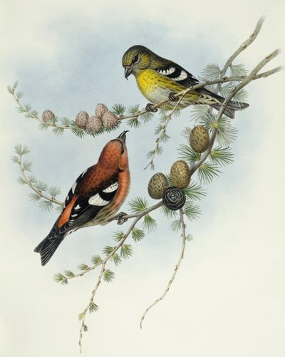 المنقار أبيض الأجنحة (Loxia leucoptera) ، نقش بواسطة جون جولد بواسطة جون جولد