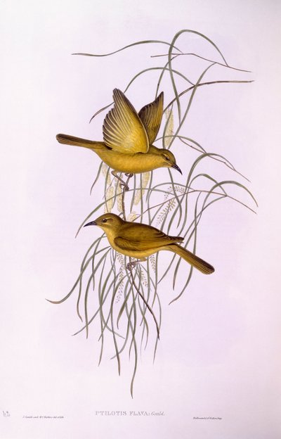 آكل العسل الأصفر (Lichenostomus flavus) ، نقش بواسطة جون جولد بواسطة جون جولد