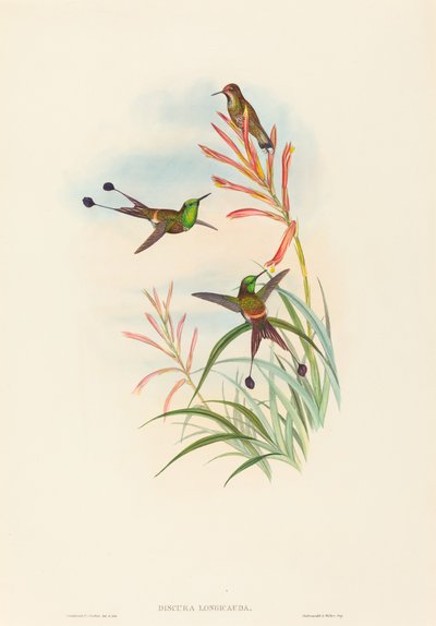 ديكورا لونجيكاودا (ذيل المضرب) بواسطة John Gould and H.C. Richter